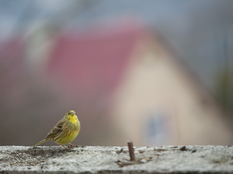 39 :: Yellowhammer